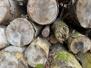 Meilleures essences pour se chauffer au bois